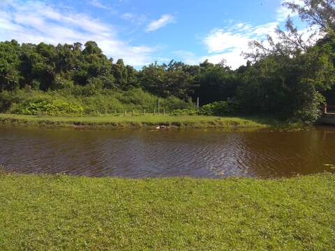 Image of Broad-snouted Caiman