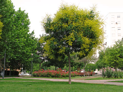 Image of Golden-rain tree