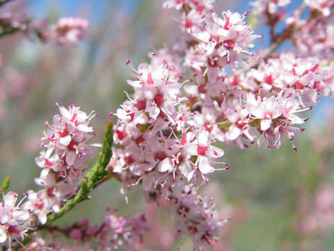 Image of saltcedar