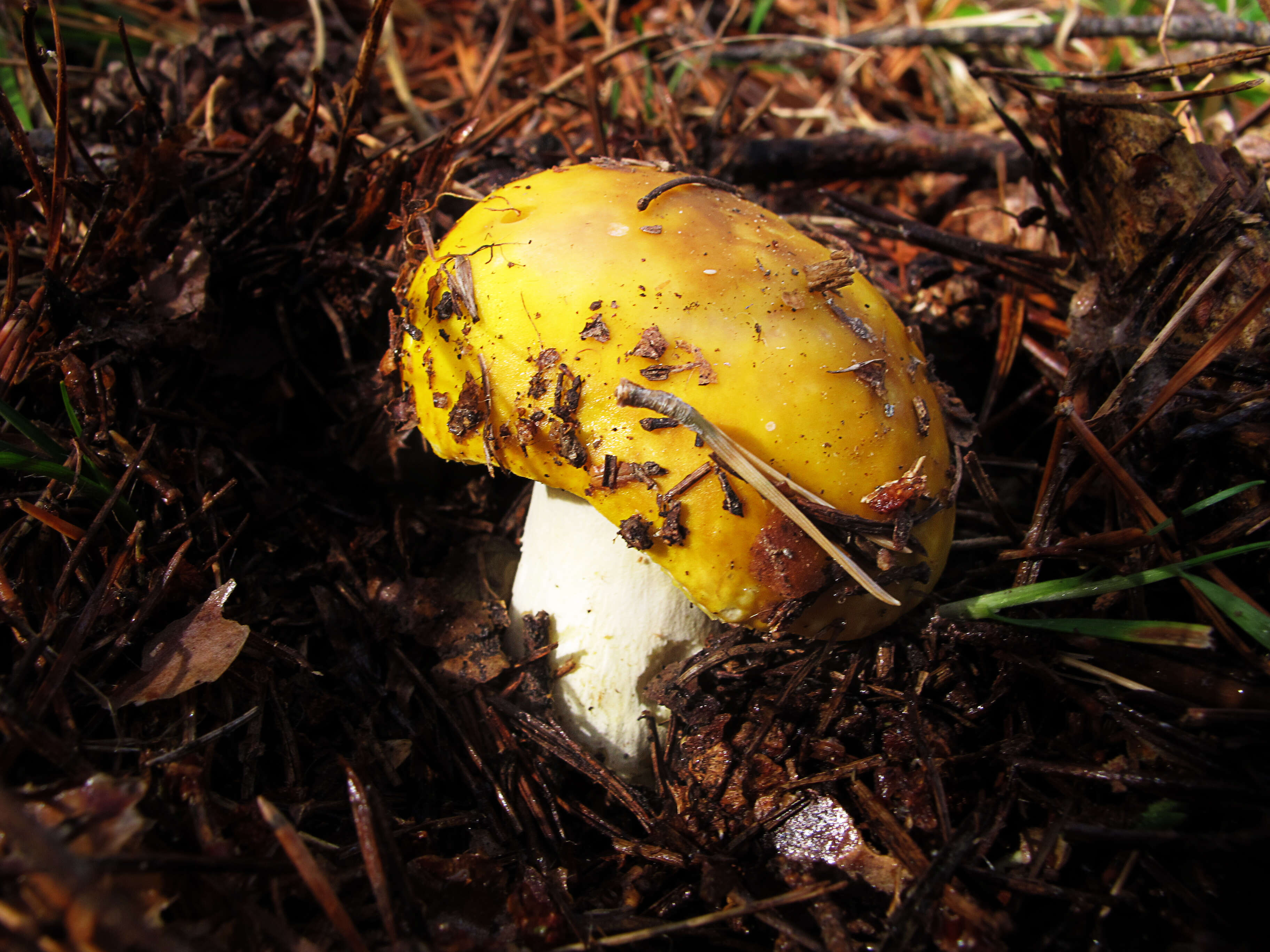 Image of Russula lutea