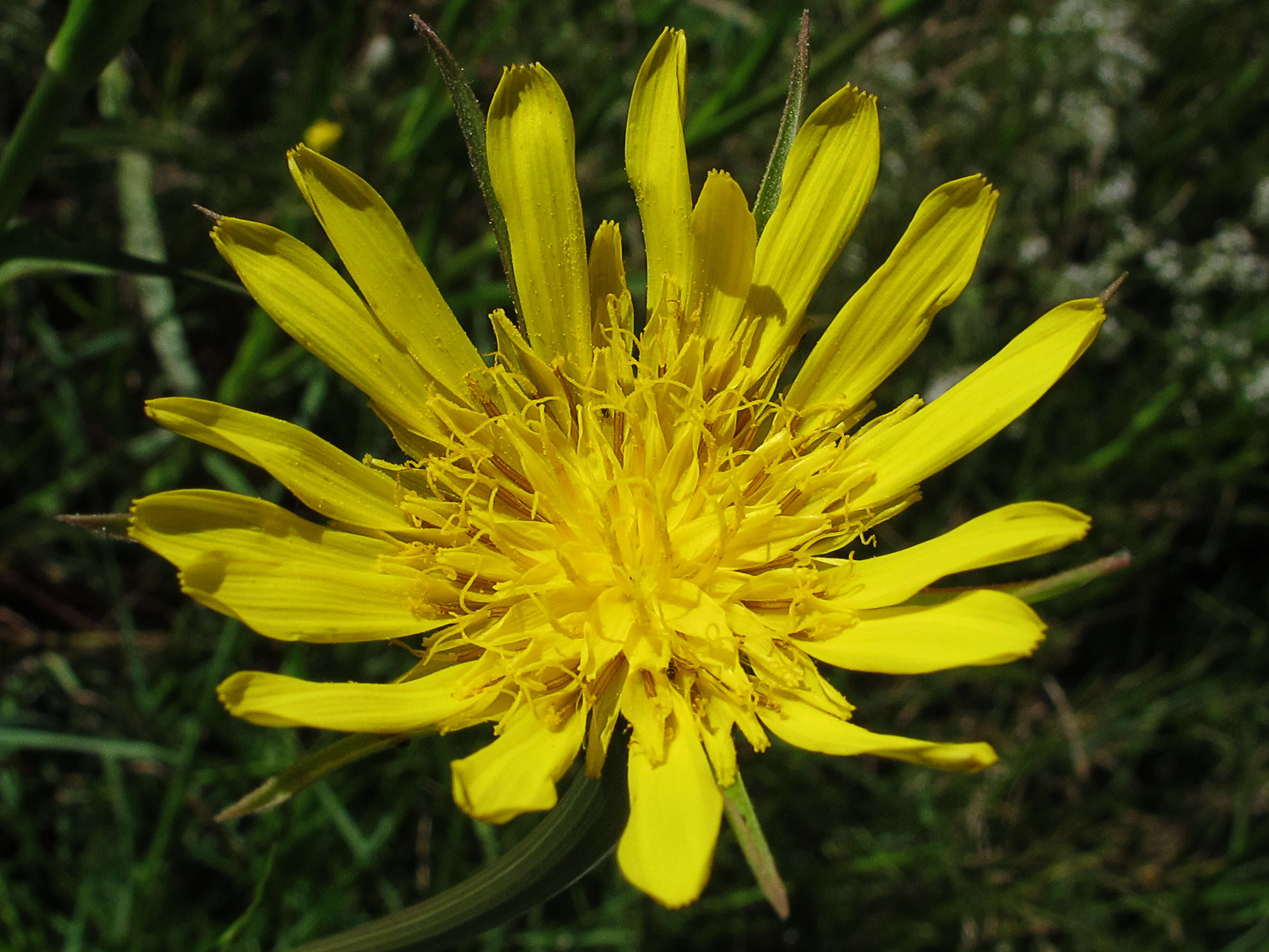 Image de Tragopogon orientalis L.