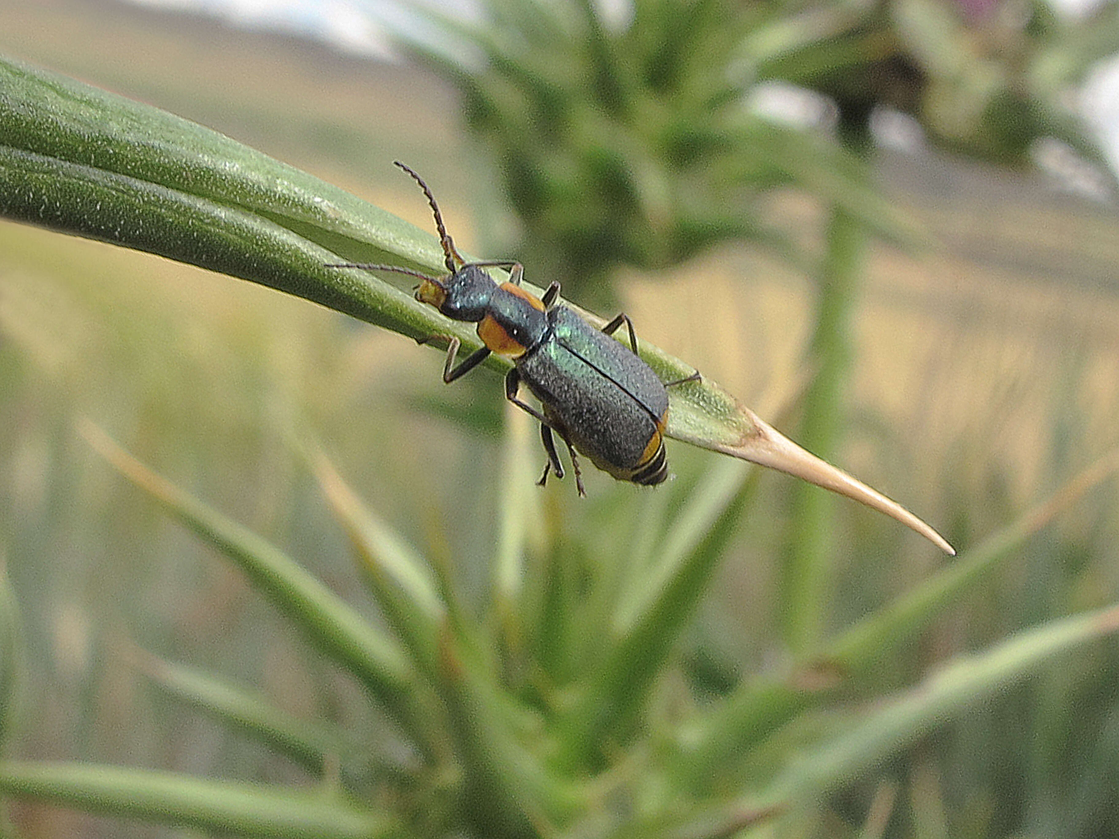 Image de Clanoptilus marginellus