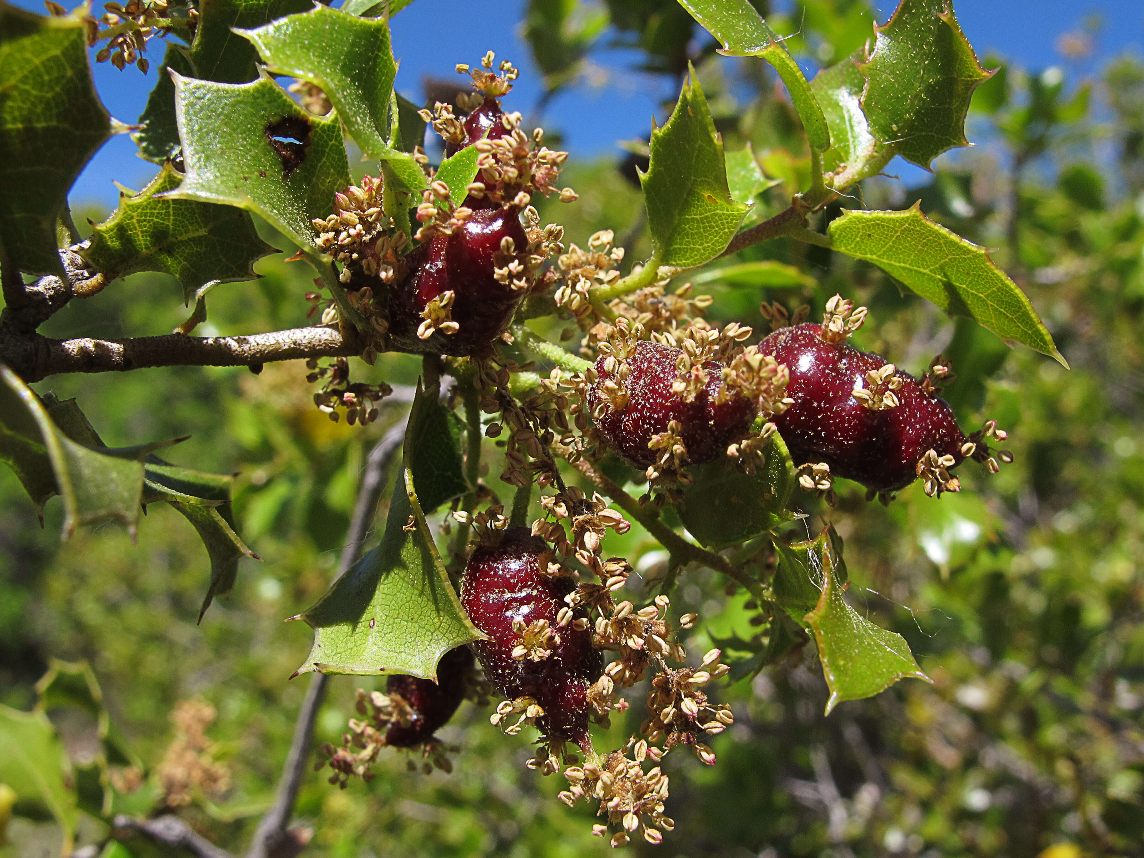 Image of Kermes Oak