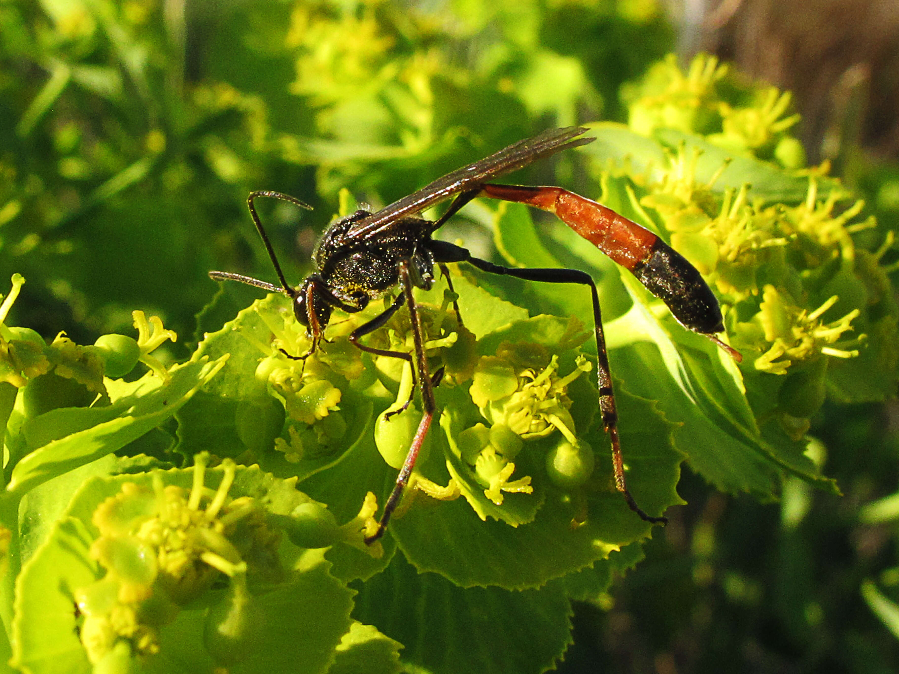 Image de Ammophila W. Kirby 1798