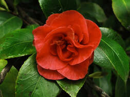 Image of camellia