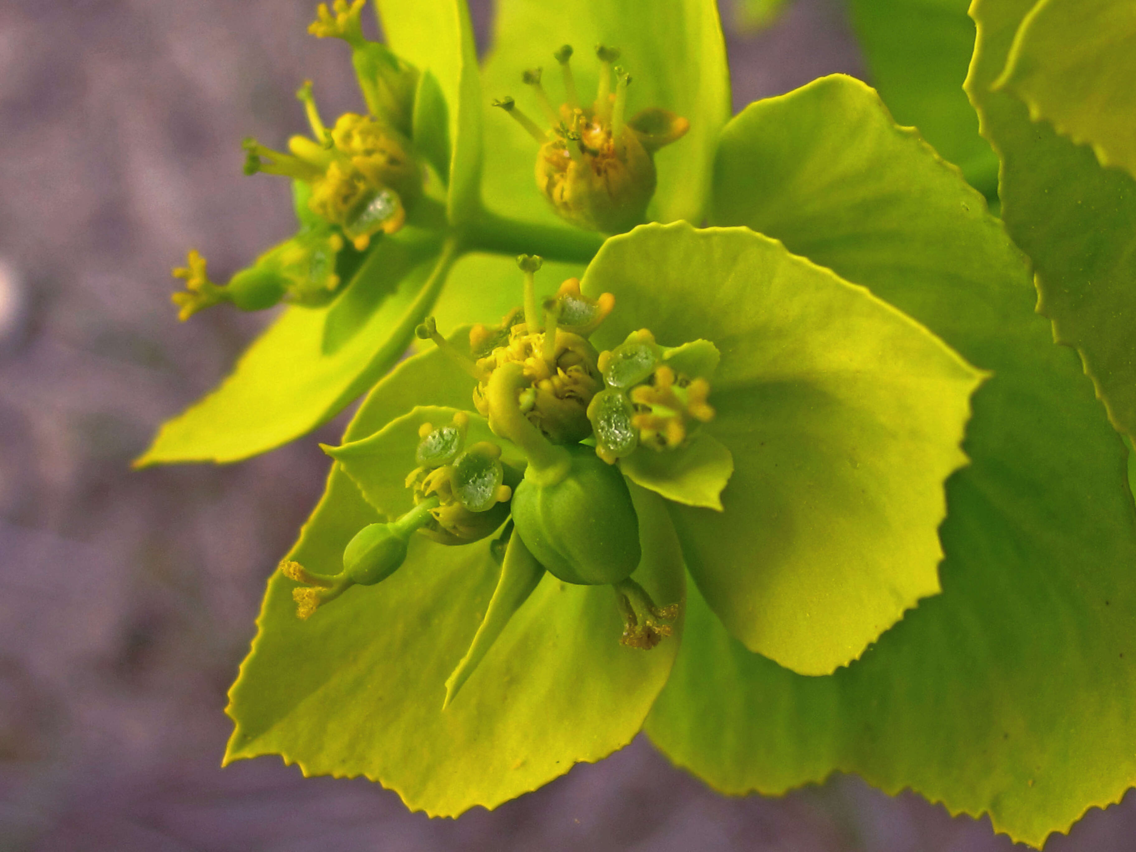 Image of serrate spurge