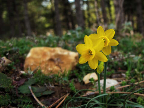 Image of rushleaf jonquil