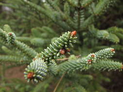 Image of Spanish Fir