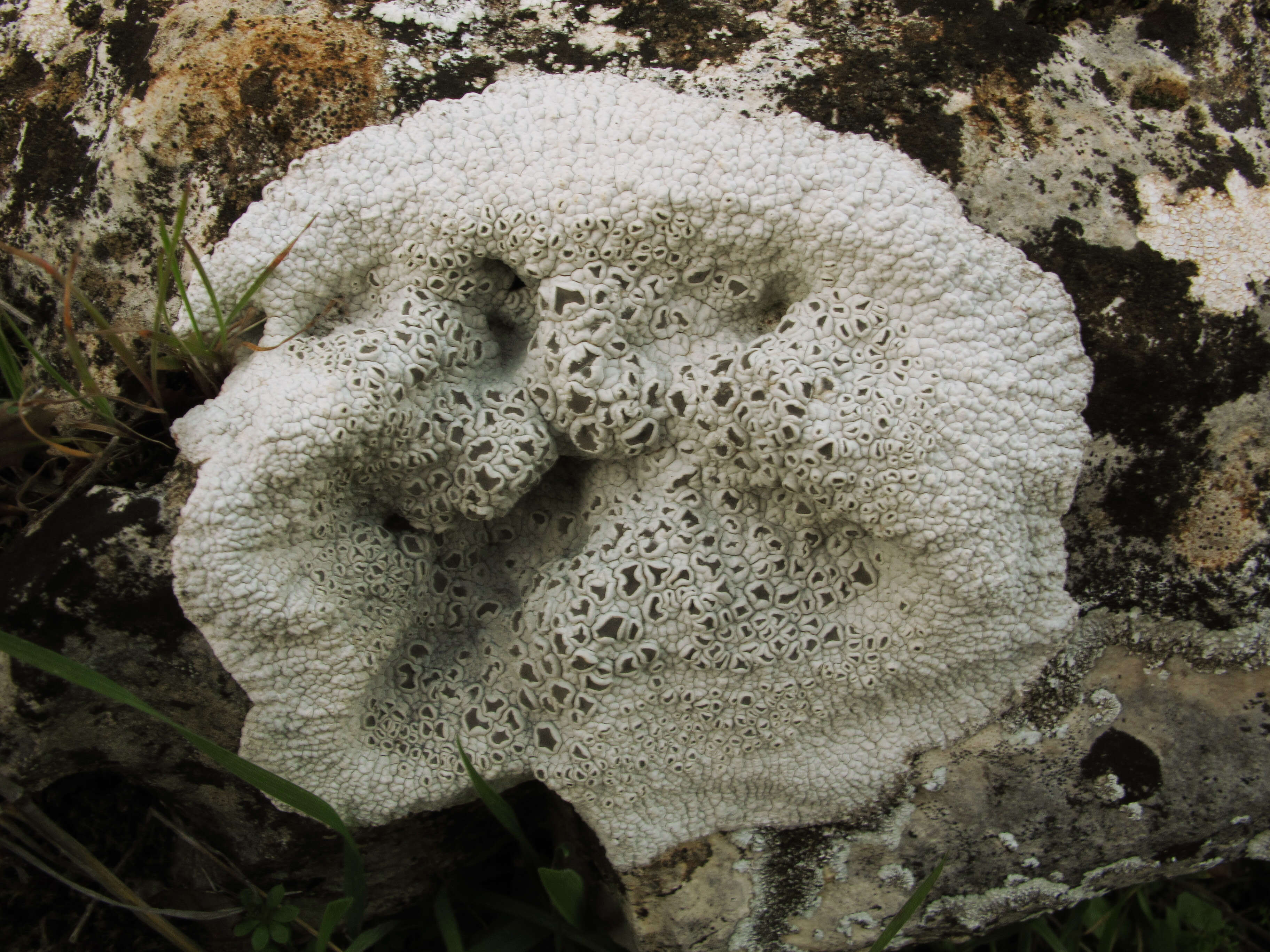 Image of crater lichen