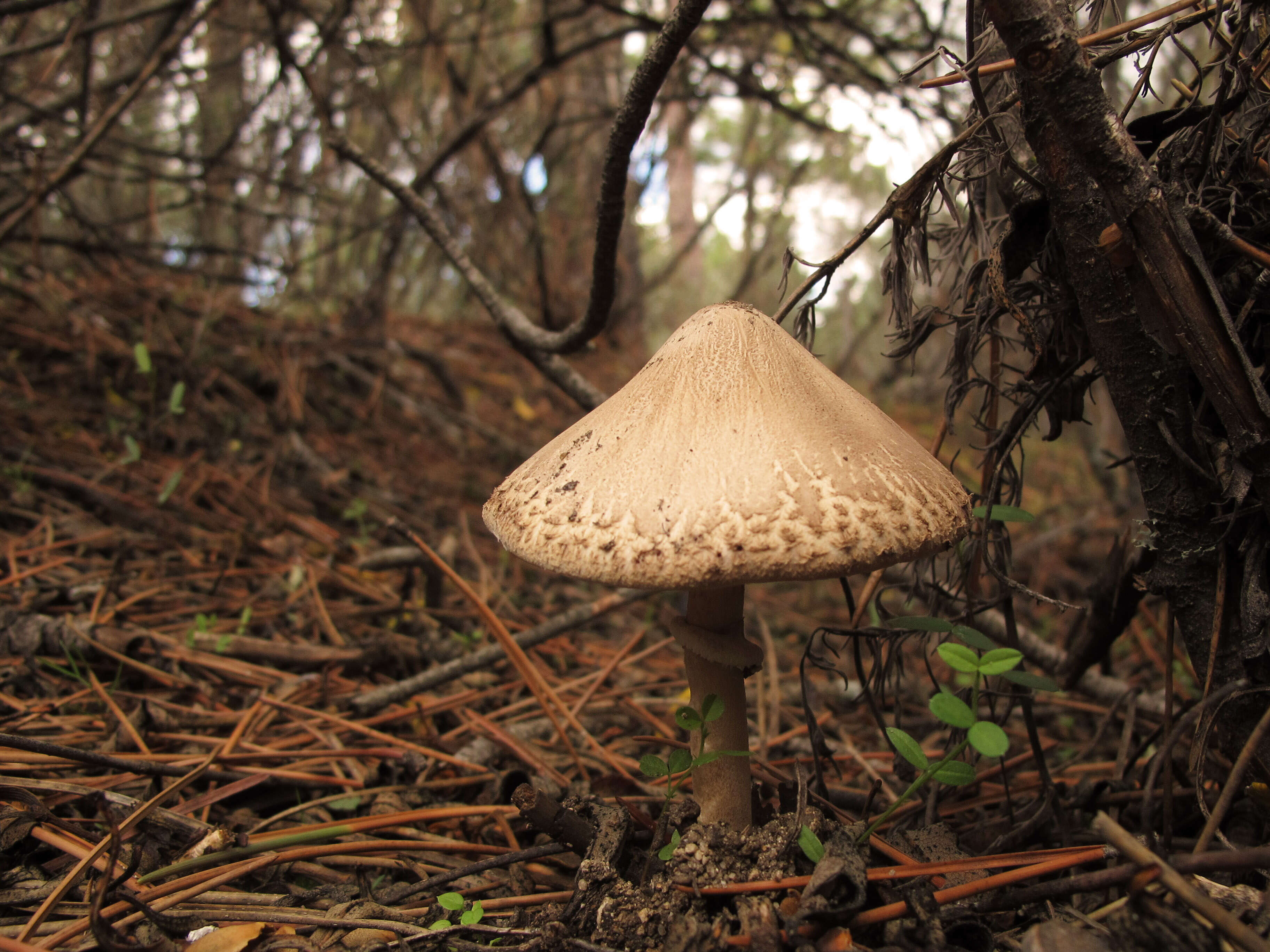 Image of Macrolepiota excoriata (Schaeff.) Wasser 1978