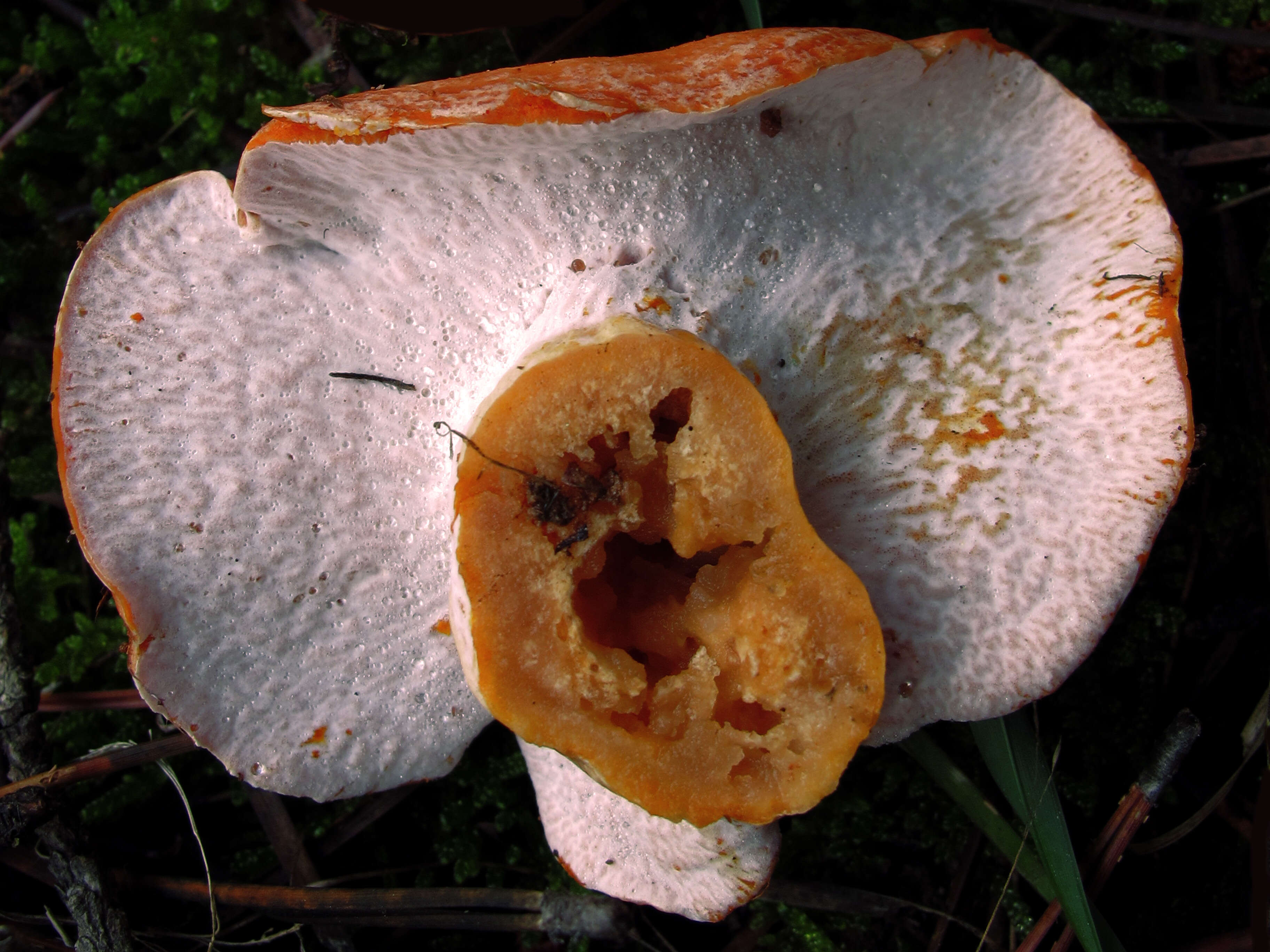 Image of Red Pine Mushroom