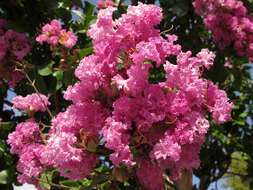 Image of Crape myrtle