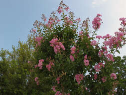 Image of Crape myrtle