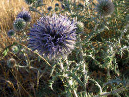 Image of southern globethistle