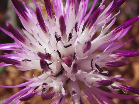 Image of tumbling flower beetle