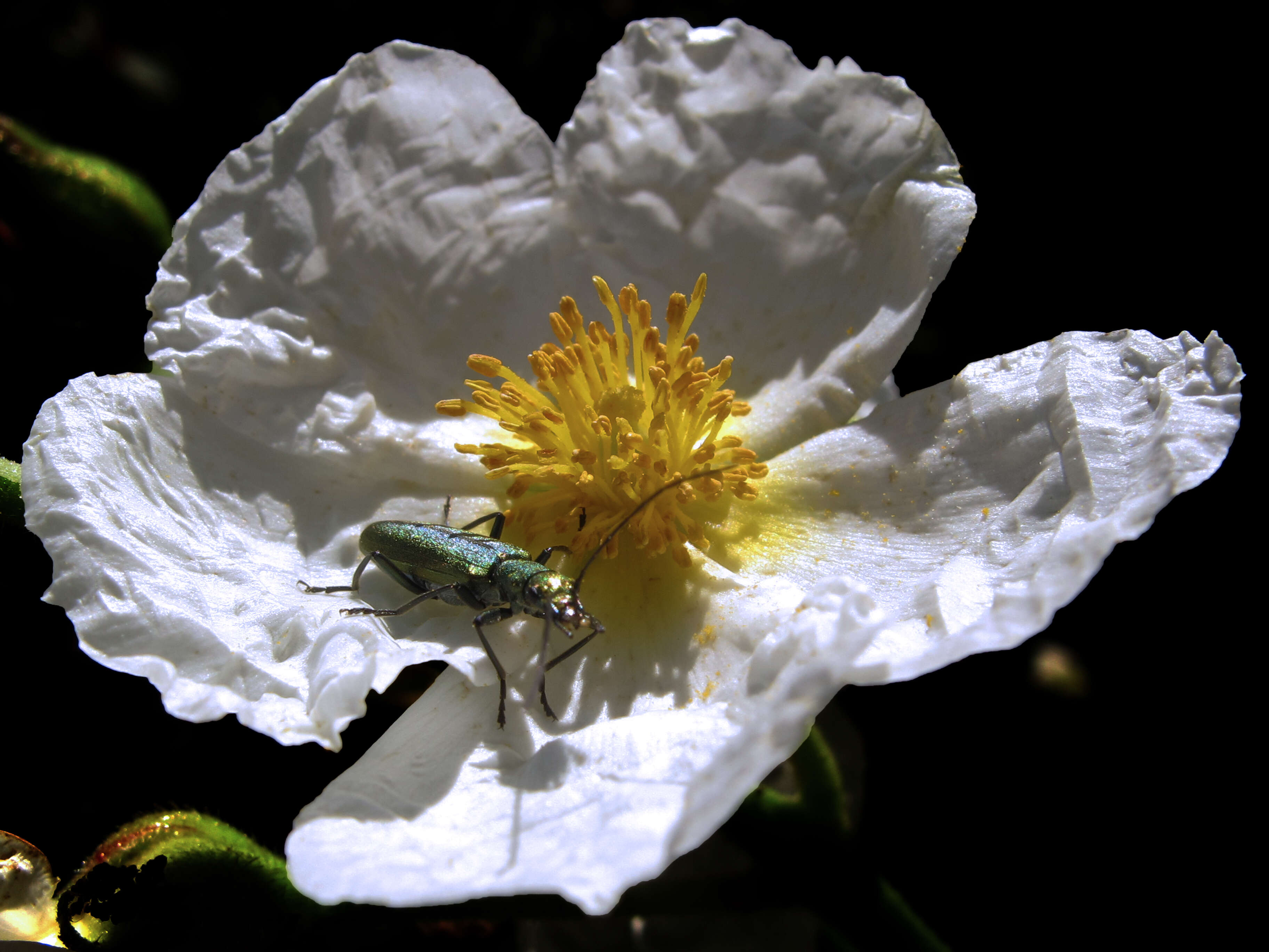 Imagem de Cistus laurifolius L.