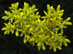 Image of Petrosedum rupestre (L.) P. Heath