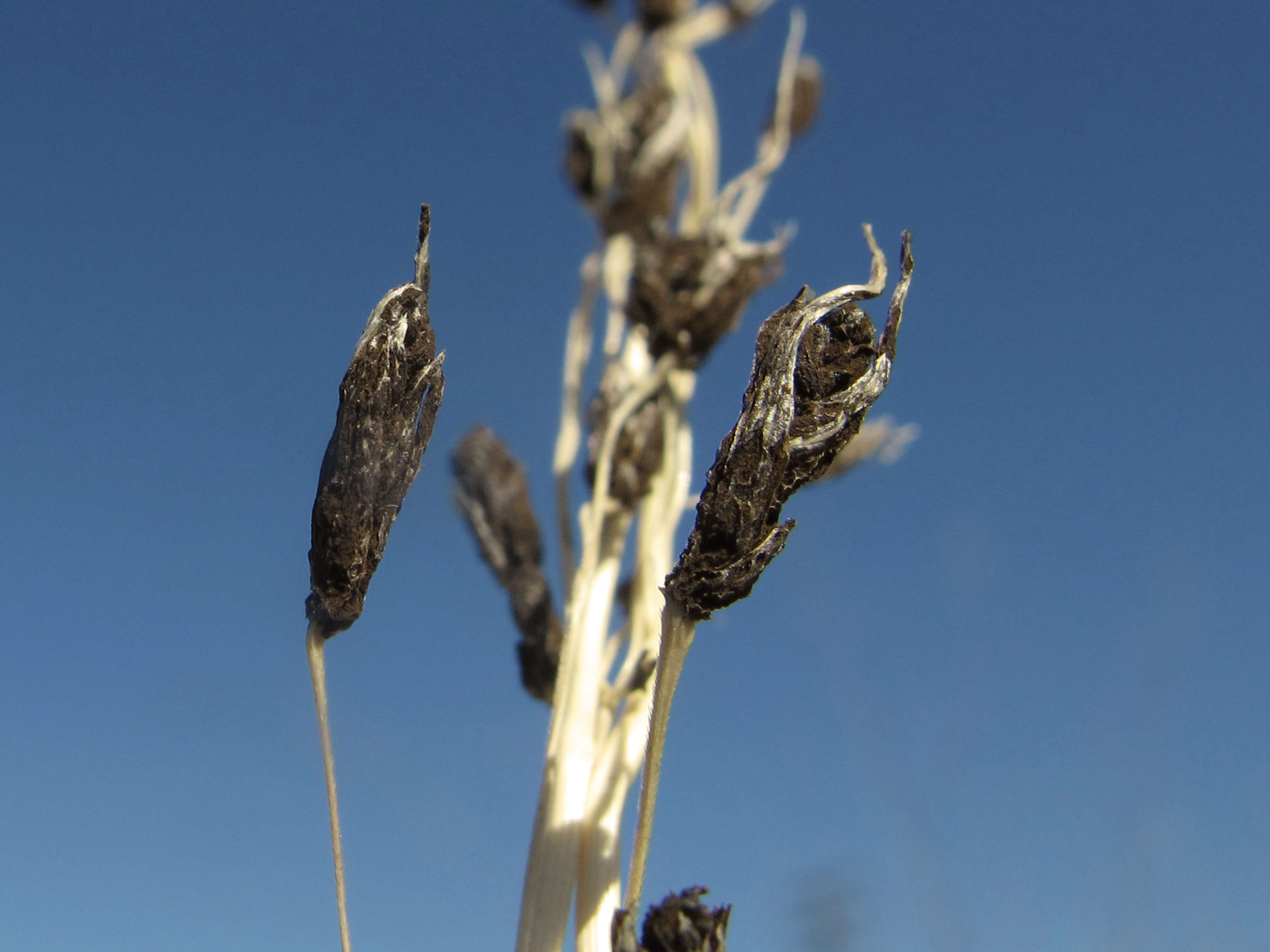 Image of Clavicipitaceae