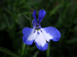 Image of edging lobelia