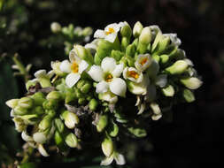 Image of Flax-Leaved Daphne