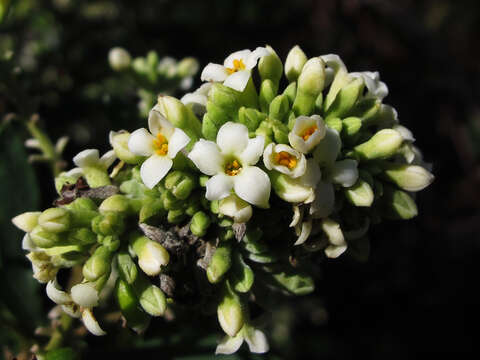 Image of Flax-Leaved Daphne