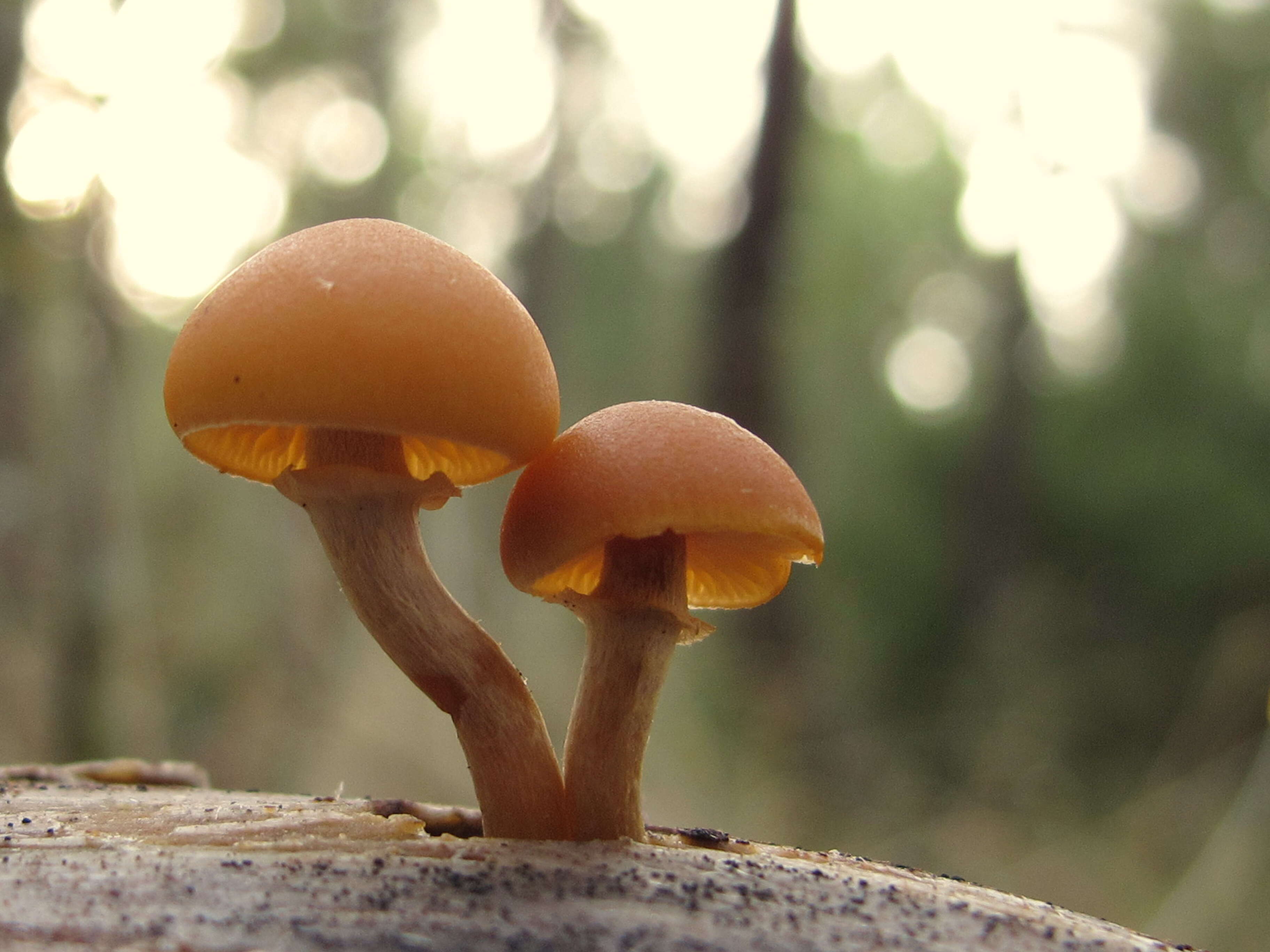 Image of Galerina marginata (Batsch) Kühner 1935