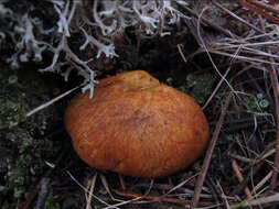 Image of Gymnopilus