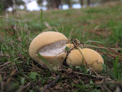 Imagem de Lycoperdon pratense Pers. 1794