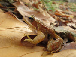 Image of Iberian Frog