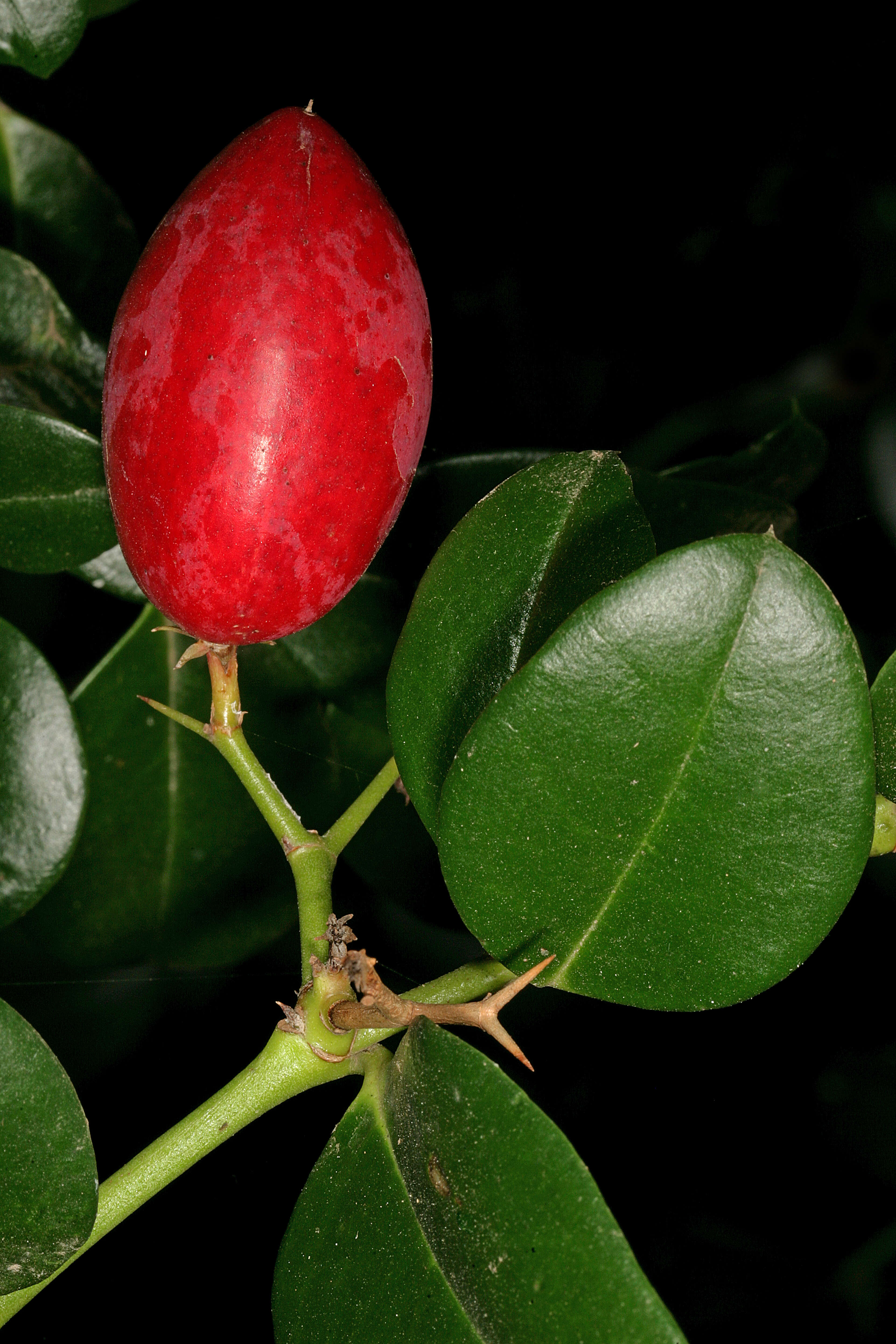 Image of amatungulu