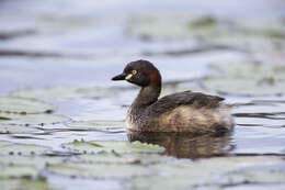 Image of Australasian Grebe