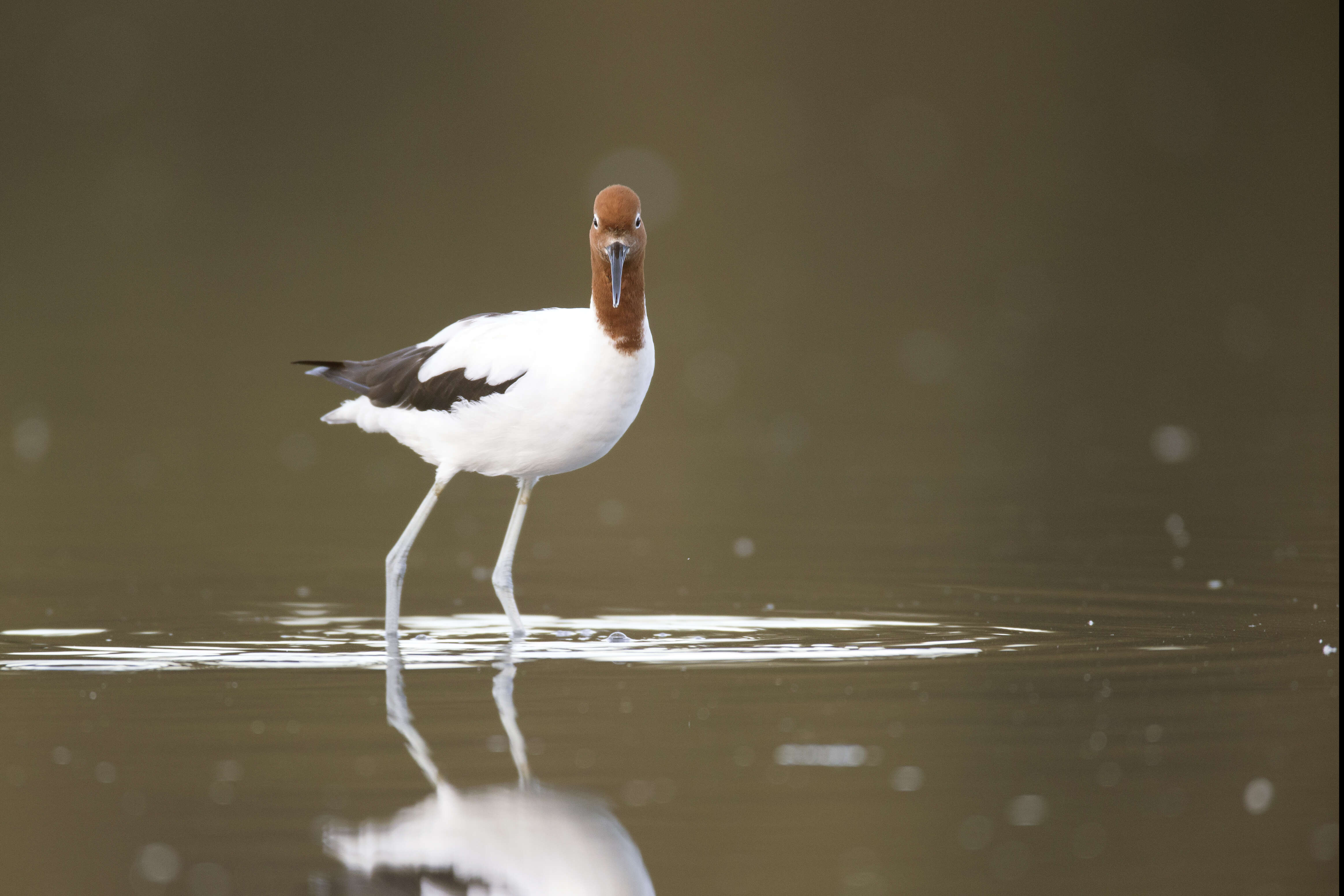 Image of Australian Red-necked Avocet