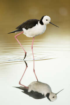 Image of Pied Stilt