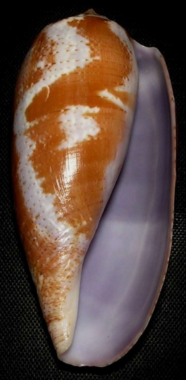 Image of tulip cone