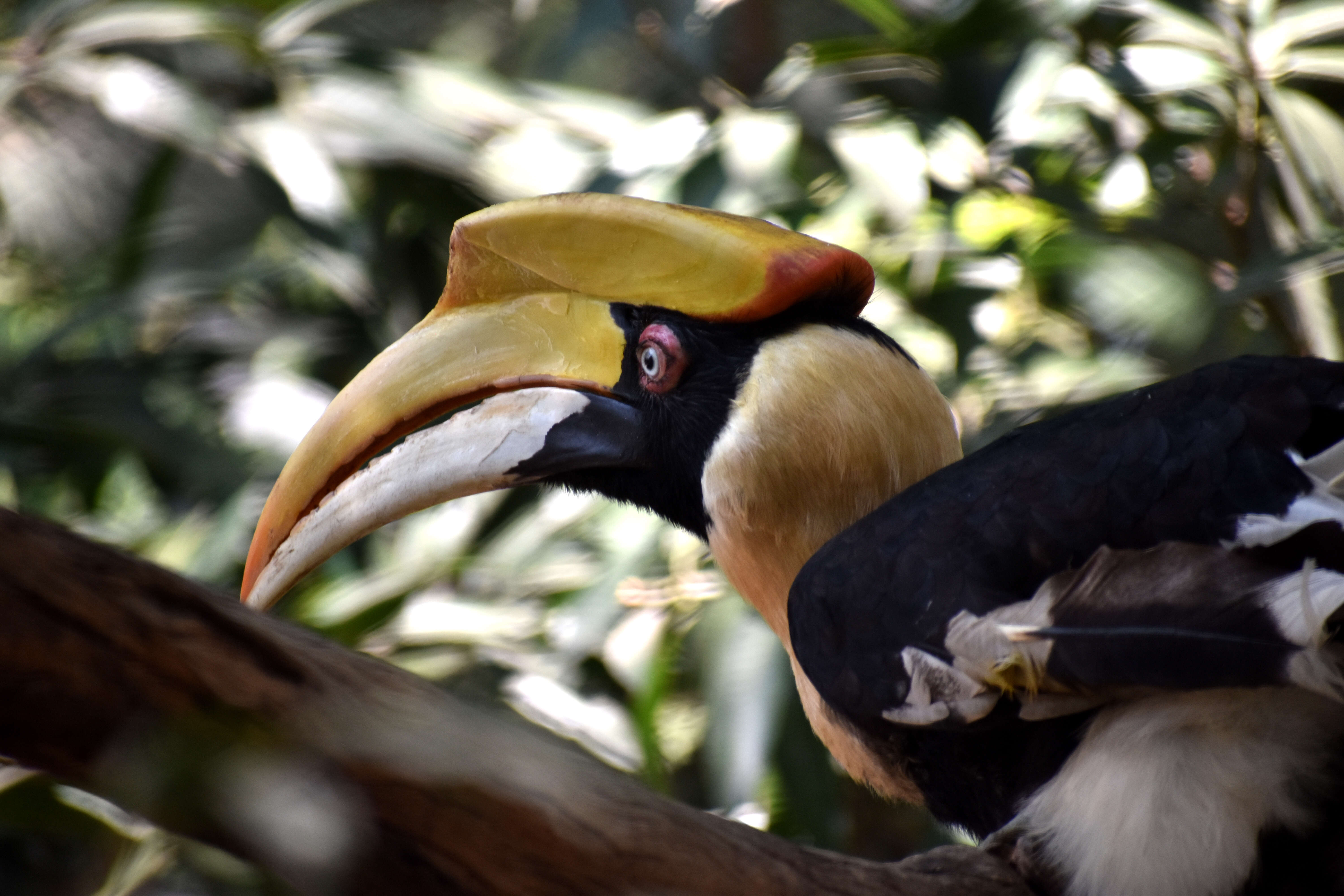 Image of Great Indian Hornbill