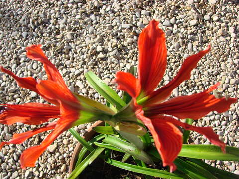 Imagem de Hippeastrum aulicum (Ker Gawl.) Herb.