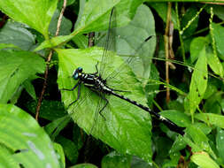 Image of Merogomphus tamaracherriensis Fraser 1931