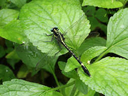 صورة Merogomphus tamaracherriensis Fraser 1931