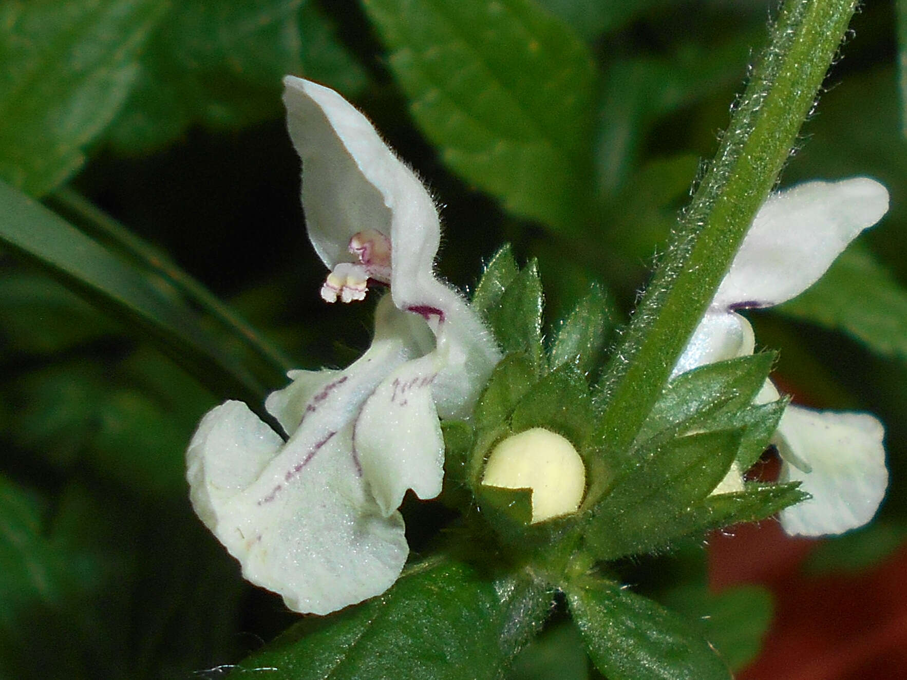 Image of stiff hedgenettle