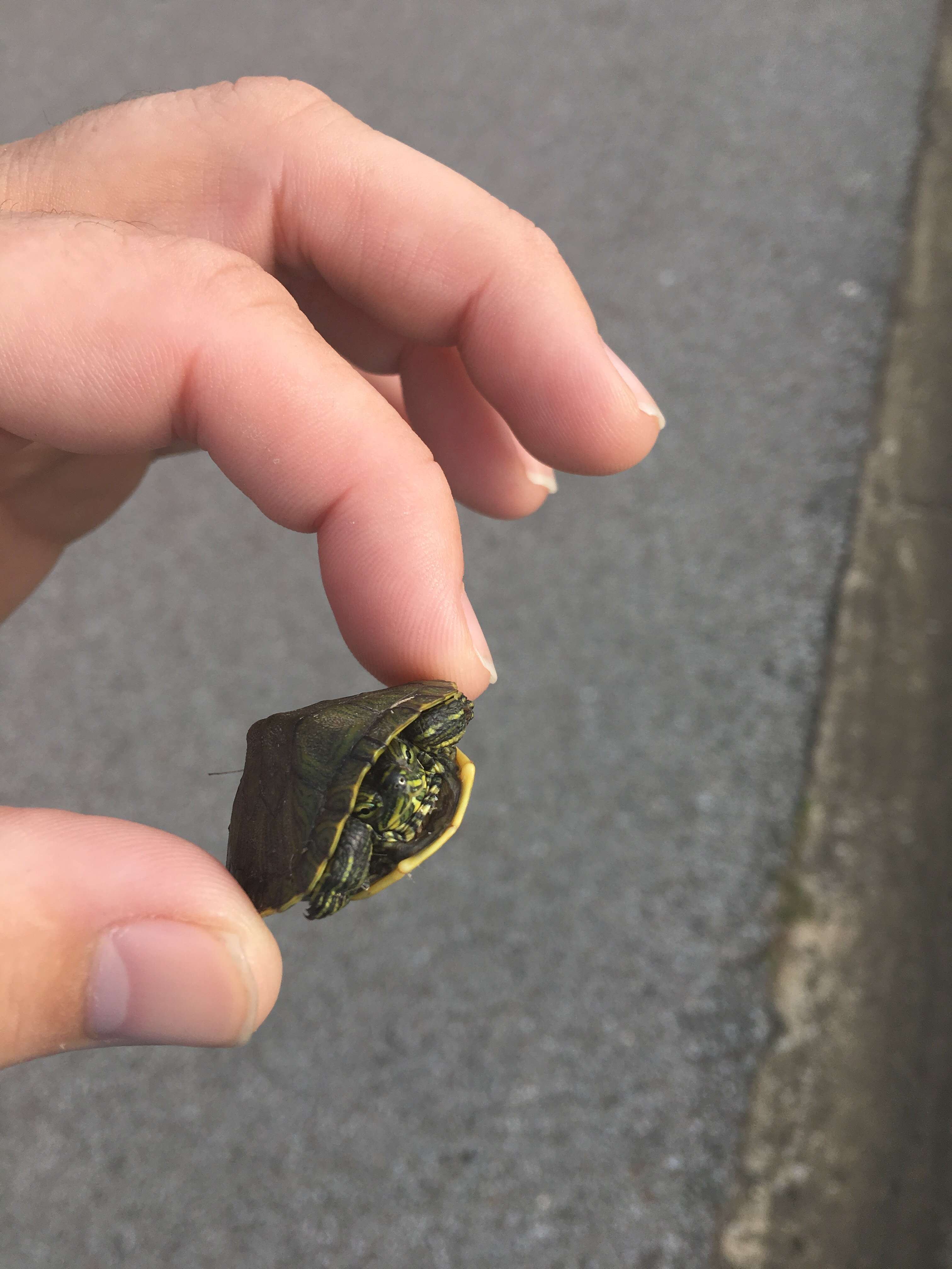 Image of slider turtle, red-eared terrapin, red-eared slider