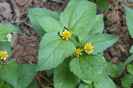 Image of Acmella uliginosa (Sw.) Cass.