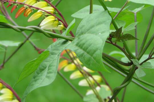 Image of Exotic Love Vine