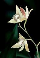 Imagem de Dendrobium adae F. M. Bailey