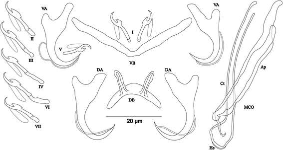 Image of Cichlidogyrus