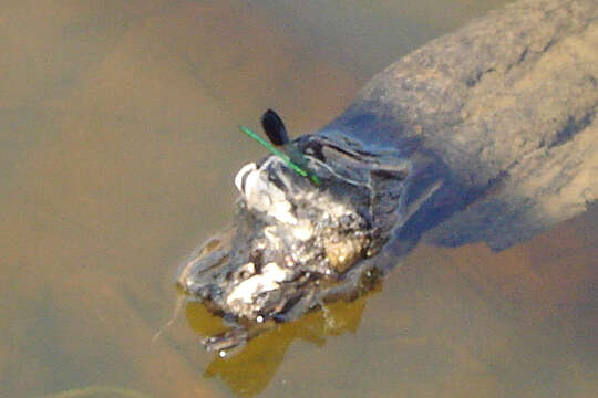 Image of River Jewelwing