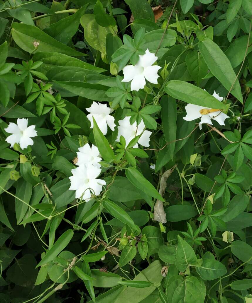 Imagem de Thunbergia fragrans Roxb.