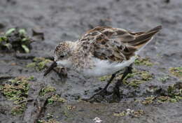 Plancia ëd Calidris minuta (Leisler 1812)