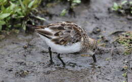 Image of Little Stint