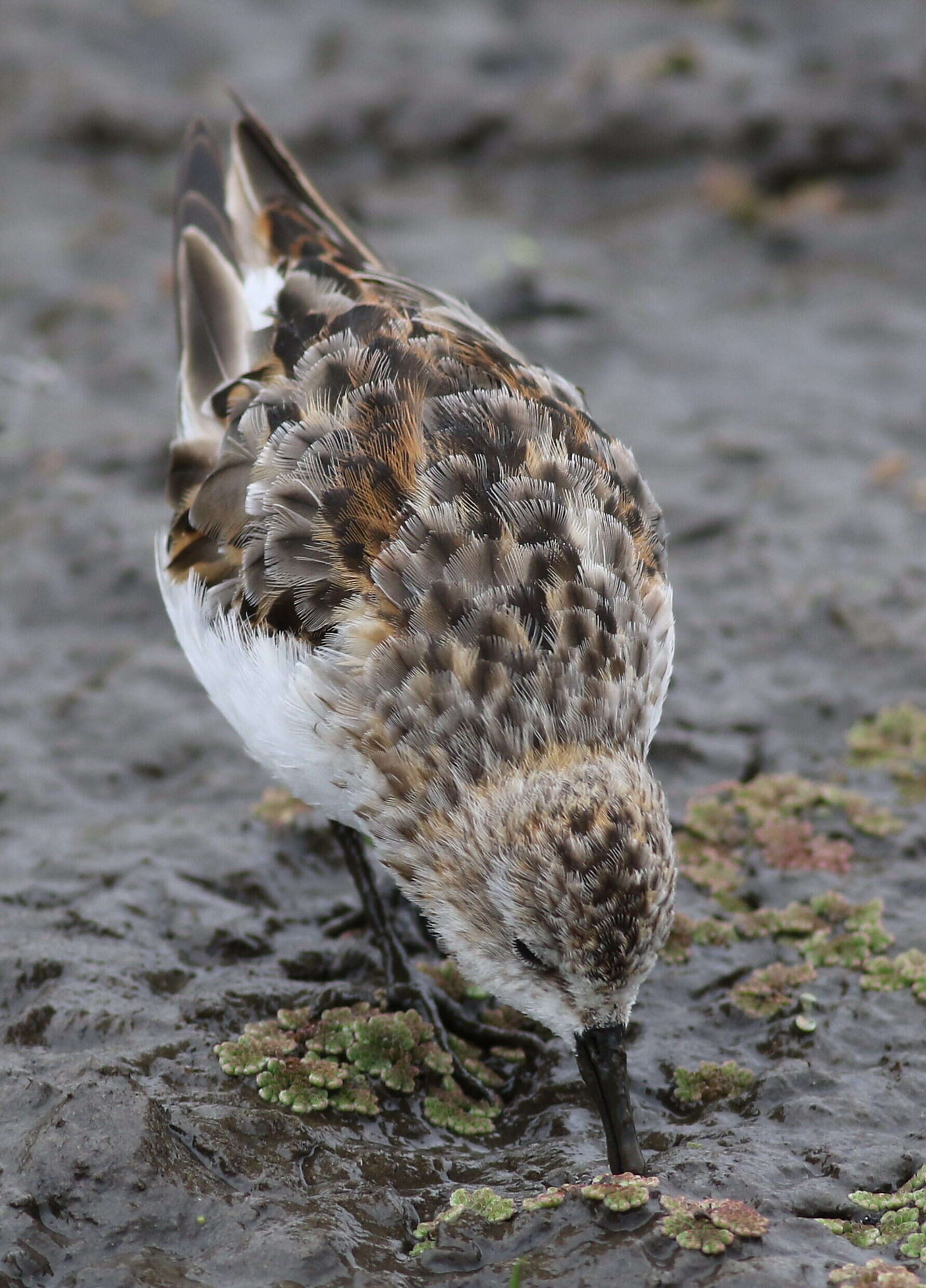 Imagem de Calidris minuta (Leisler 1812)