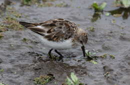 Plancia ëd Calidris minuta (Leisler 1812)